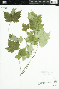 Acer rubrum image