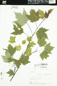 Acer rubrum image