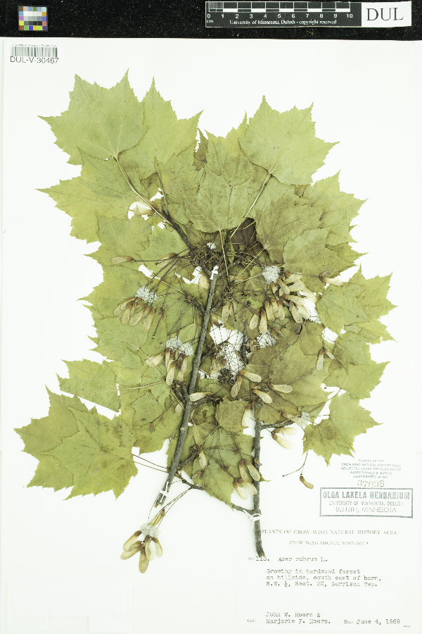 Acer rubrum image