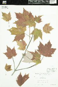Acer rubrum image