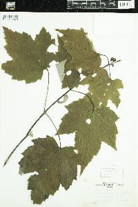 Acer rubrum image