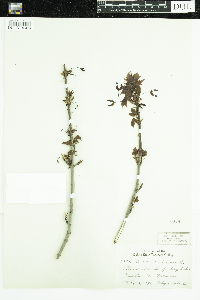 Acer rubrum image