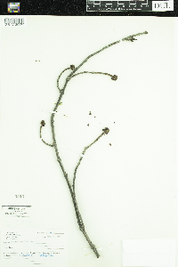 Acer rubrum image