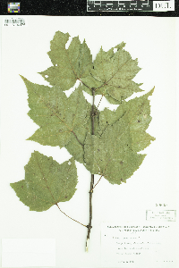 Acer rubrum image