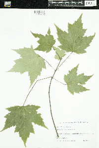 Acer rubrum image