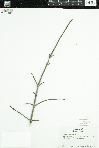 Acer rubrum image