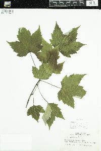 Acer rubrum image