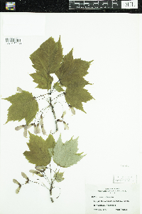 Acer rubrum image