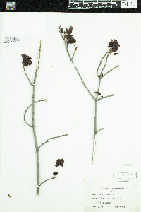 Acer rubrum image