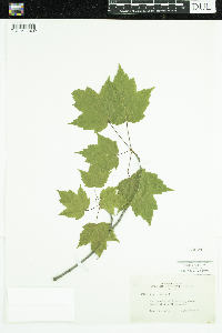 Acer rubrum image