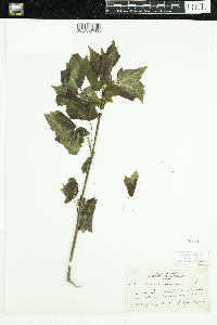 Acer rubrum image