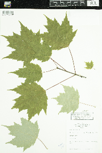 Acer rubrum image