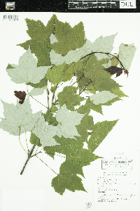 Acer rubrum image