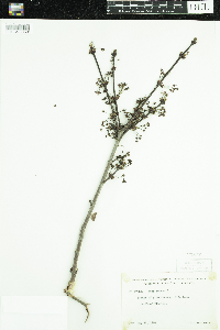 Acer rubrum image