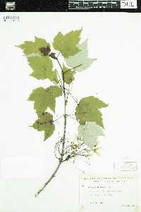 Acer rubrum image
