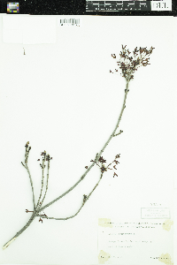 Acer rubrum image