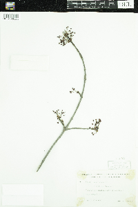 Acer rubrum image