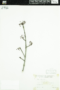 Acer rubrum image
