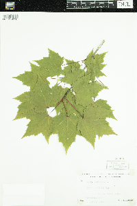 Acer rubrum image