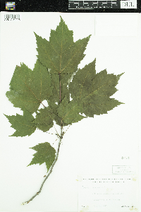 Acer rubrum image