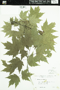 Acer rubrum image