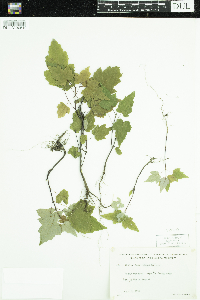 Acer rubrum image