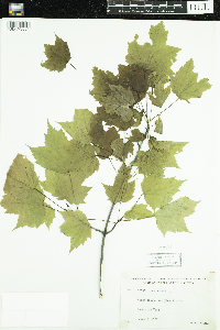 Acer rubrum image