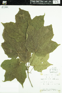 Acer nigrum image
