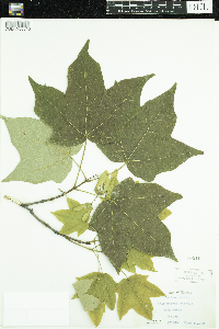 Acer nigrum image