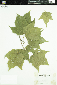 Acer nigrum image