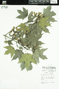 Acer nigrum image
