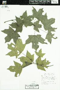 Acer nigrum image