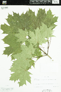 Acer platanoides image