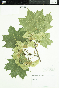 Acer platanoides image
