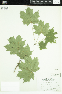 Acer platanoides image