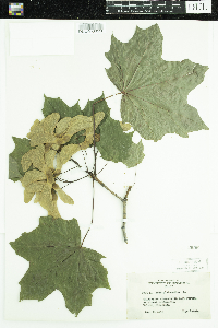 Acer platanoides image