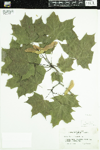 Acer platanoides image