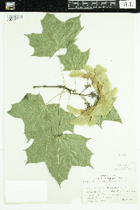 Acer platanoides image