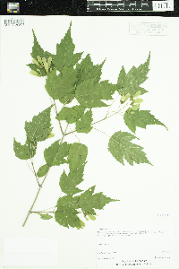 Acer ginnala image