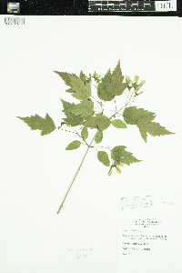 Acer ginnala image