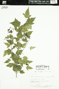 Acer ginnala image