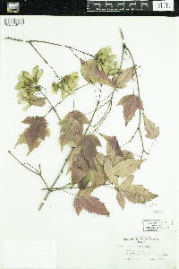 Acer ginnala image