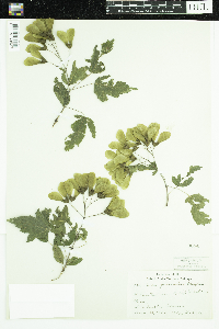 Acer ginnala image