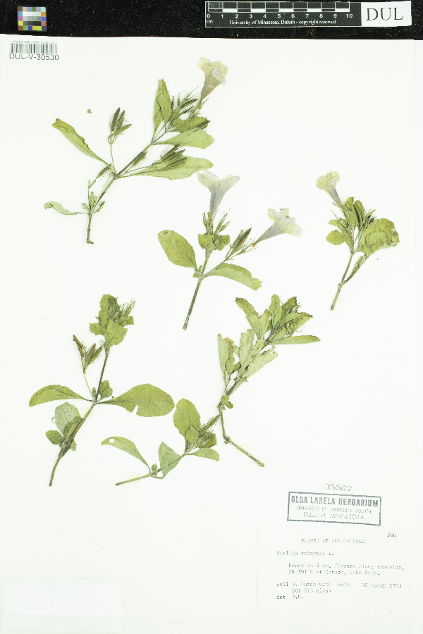Ruellia nudiflora var. nudiflora image