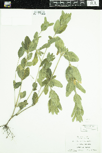 Ruellia caroliniensis image