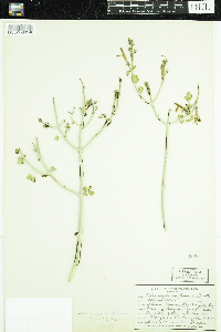 Image of Justicia californica