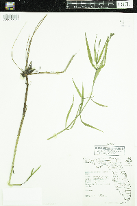 Image of Justicia angusta