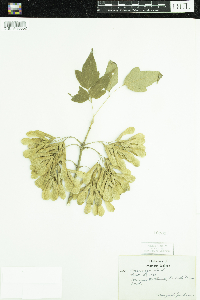 Acer negundo image