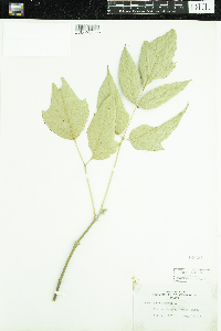 Acer negundo image