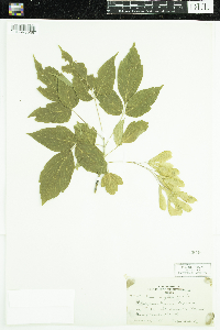 Acer negundo image